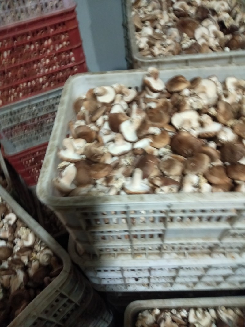 家庭农场香茹