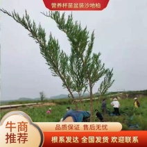 自家（沙地柏）30/70柏树盆装土球臭柏量大从优护坡工程