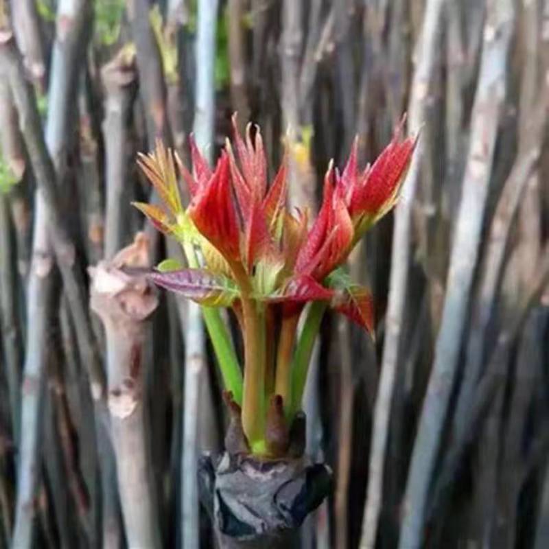 红油香椿芽苗包品种现挖现发质量保证量大优惠
