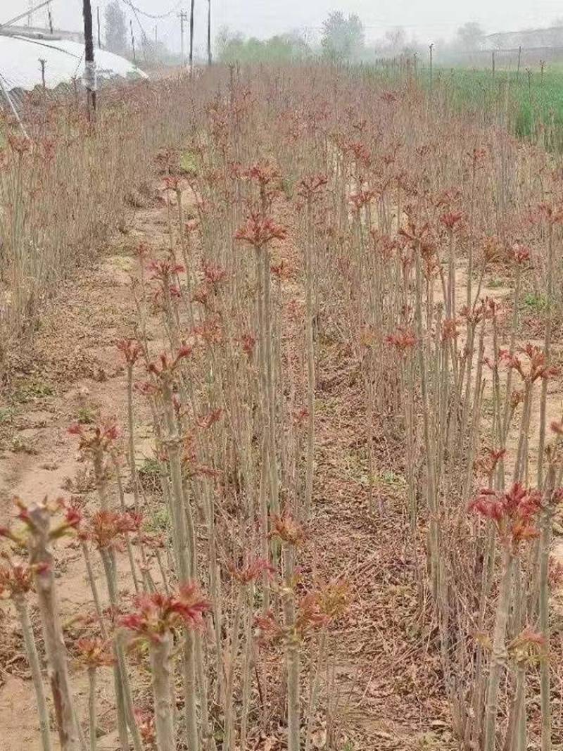 红油香椿芽苗包品种现挖现发质量保证量大优惠