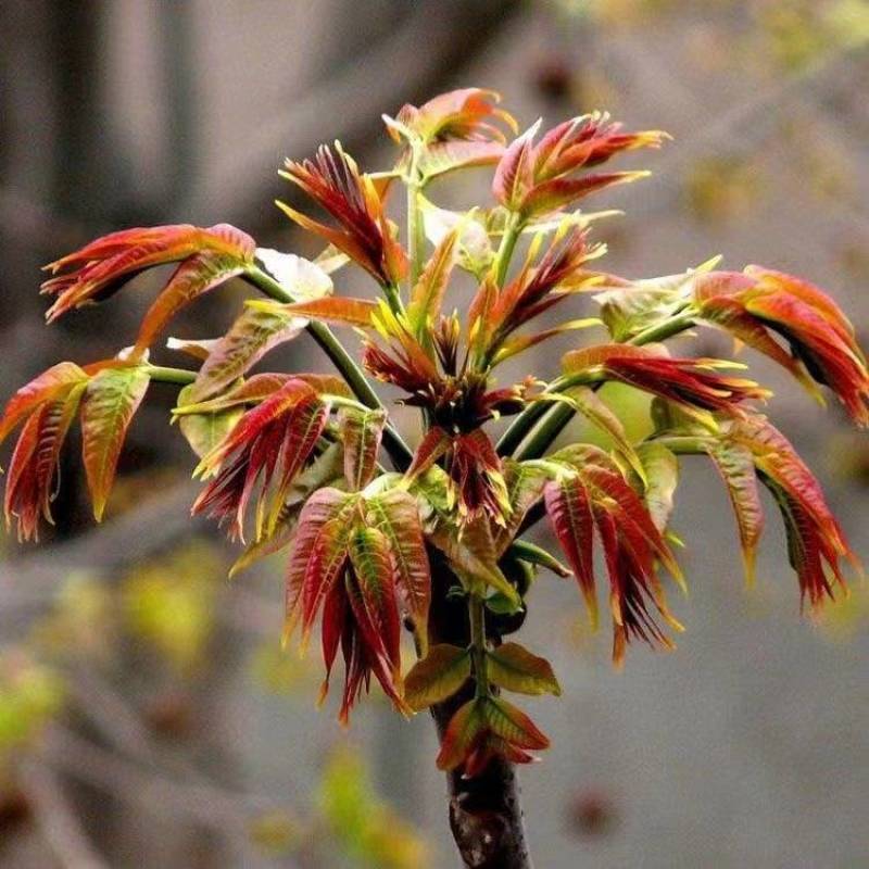 红油香椿芽苗包品种现挖现发质量保证量大优惠