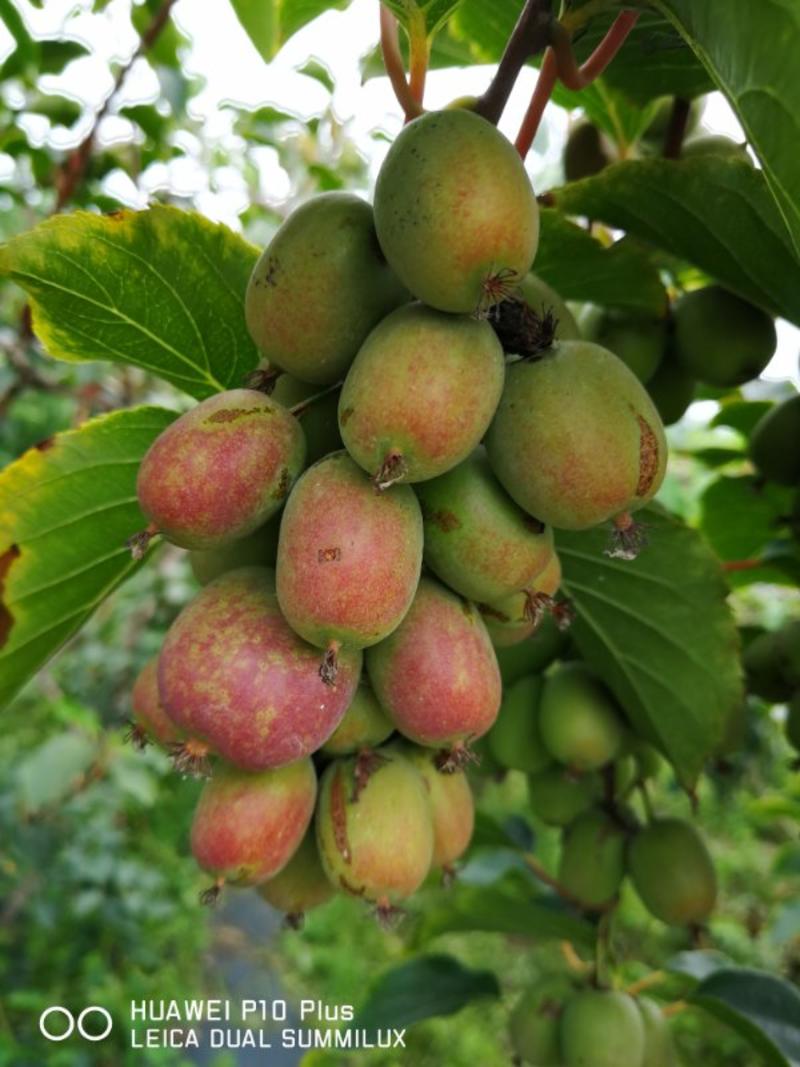软枣猕猴桃苗猕猴桃苗奇异莓苗产地适合大面积种植