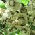软枣猕猴桃苗猕猴桃苗奇异莓苗产地适合大面积种植