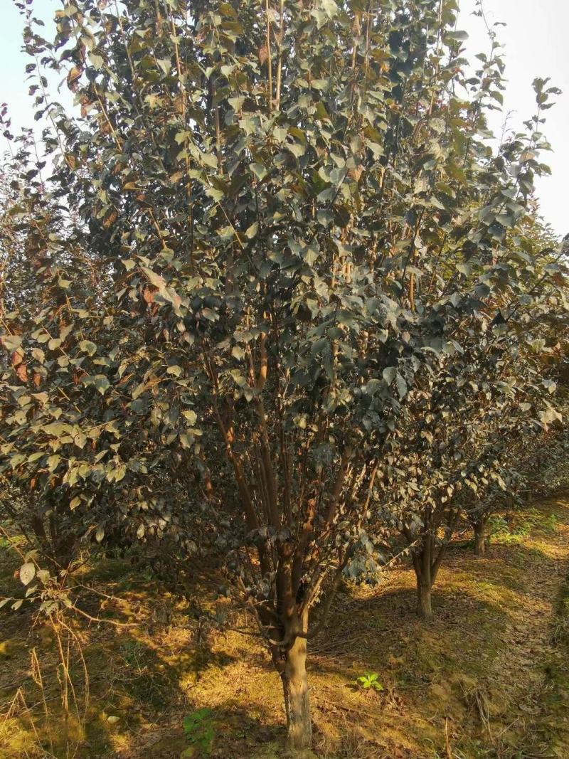 河南南阳供应各种规格紫叶李，大量现货，，，