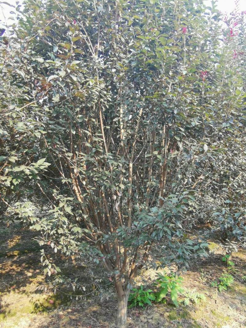 河南南阳供应各种规格紫叶李，大量现货，，，