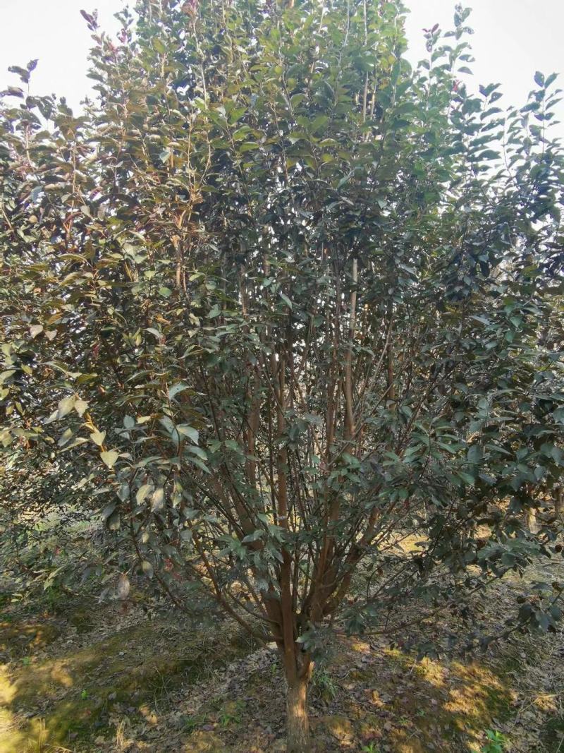河南南阳供应各种规格紫叶李，大量现货，，，