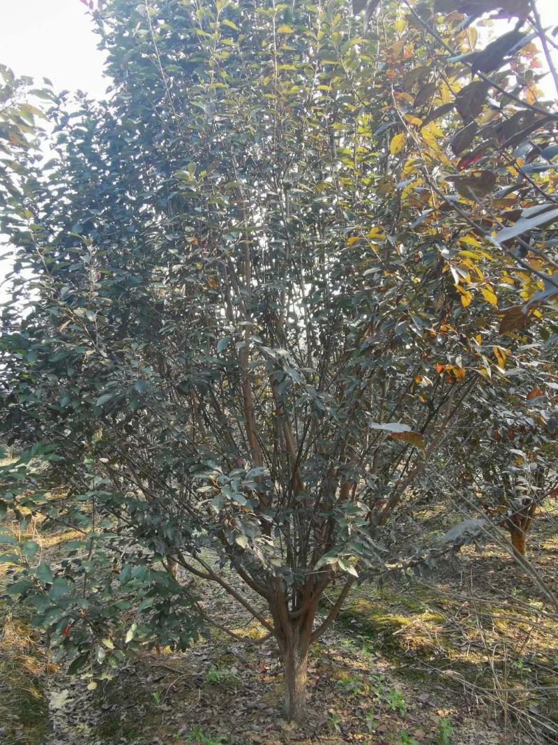 河南南阳供应各种规格紫叶李，大量现货，，，