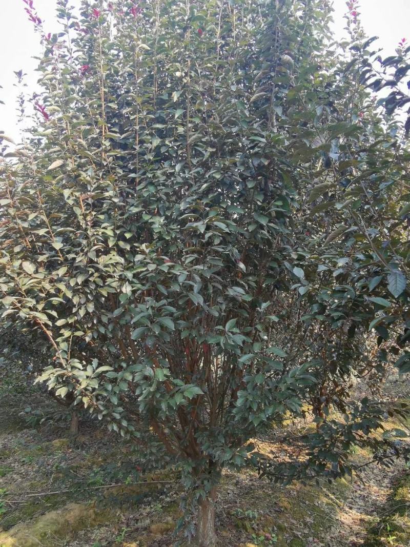 河南南阳供应各种规格紫叶李，大量现货，，，