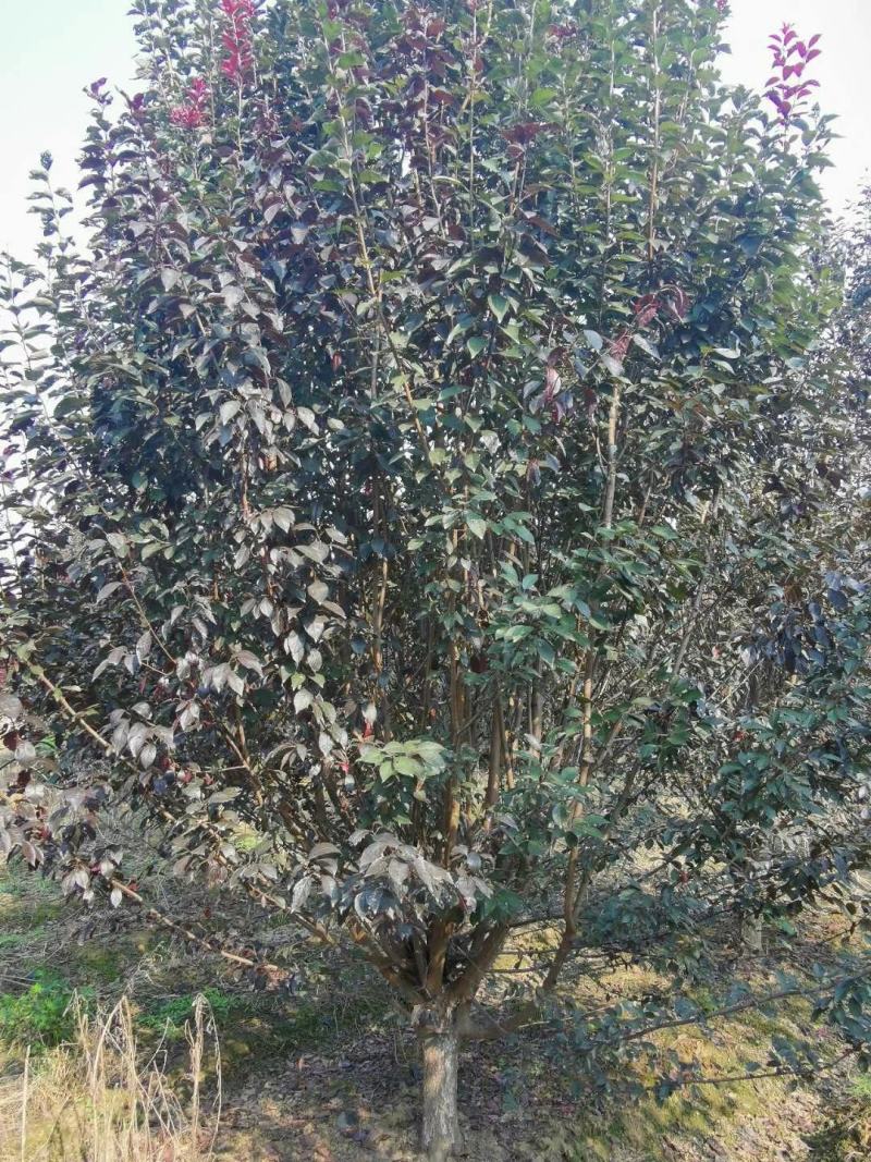 河南南阳供应各种规格紫叶李，大量现货，，，