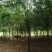 三角枫,15公分三角枫。河南南阳三角枫基地