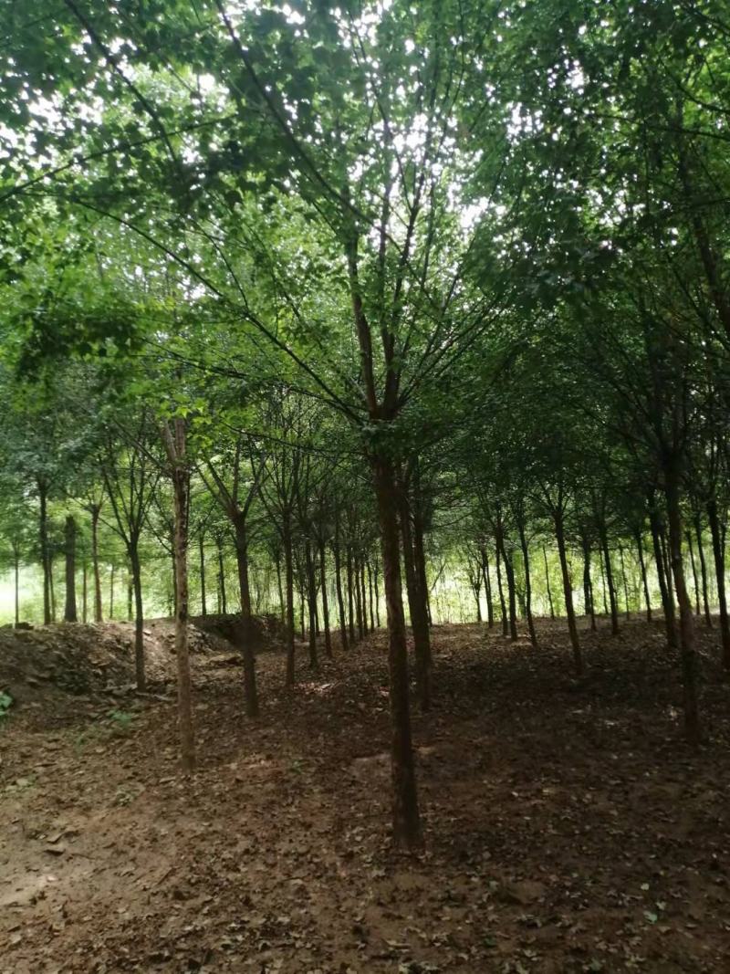 三角枫，15公分三角枫。河南南阳三角枫基地