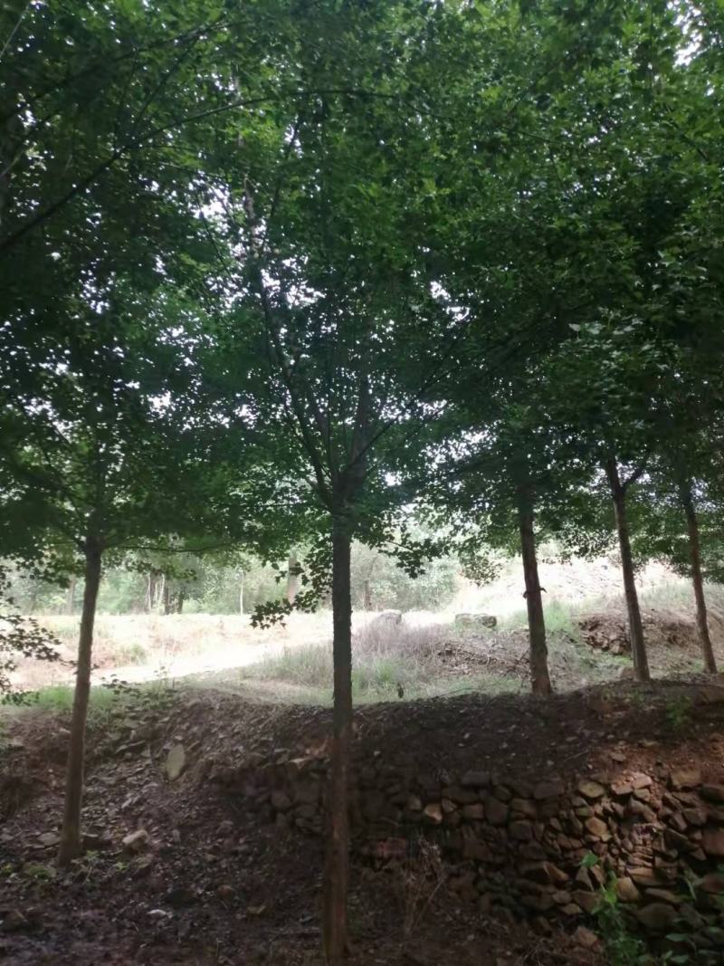 三角枫，15公分三角枫。河南南阳三角枫基地