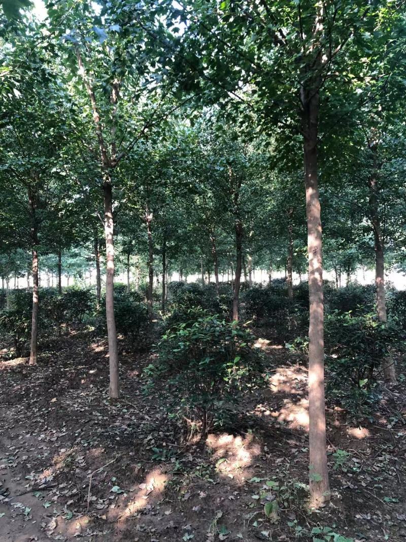 三角枫，15公分三角枫。河南南阳三角枫基地
