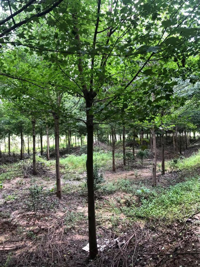 三角枫，15公分三角枫。河南南阳三角枫基地
