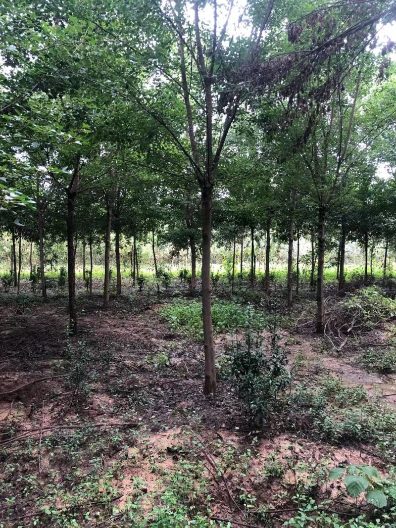 三角枫，15公分三角枫。河南南阳三角枫基地