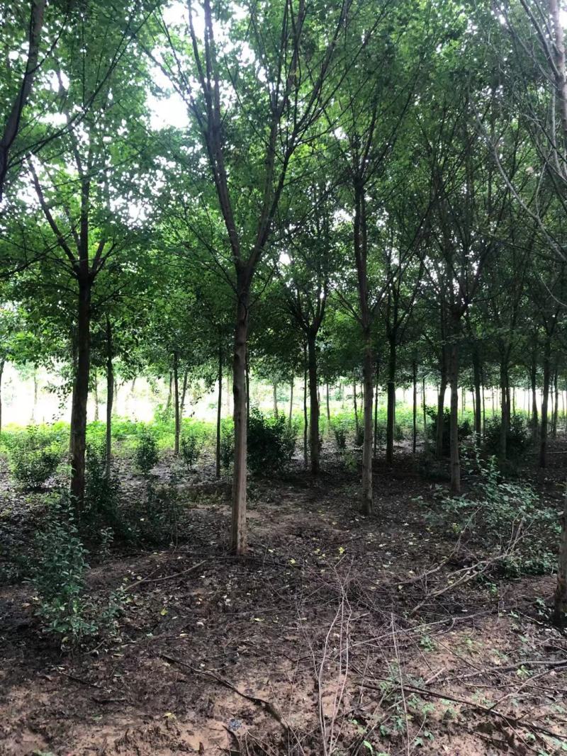 三角枫，15公分三角枫。河南南阳三角枫基地