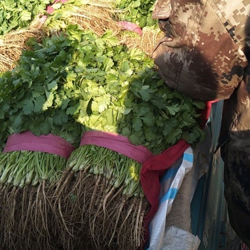 精品大棚大叶香菜，产地直供，实力代办质量保证，全国代发