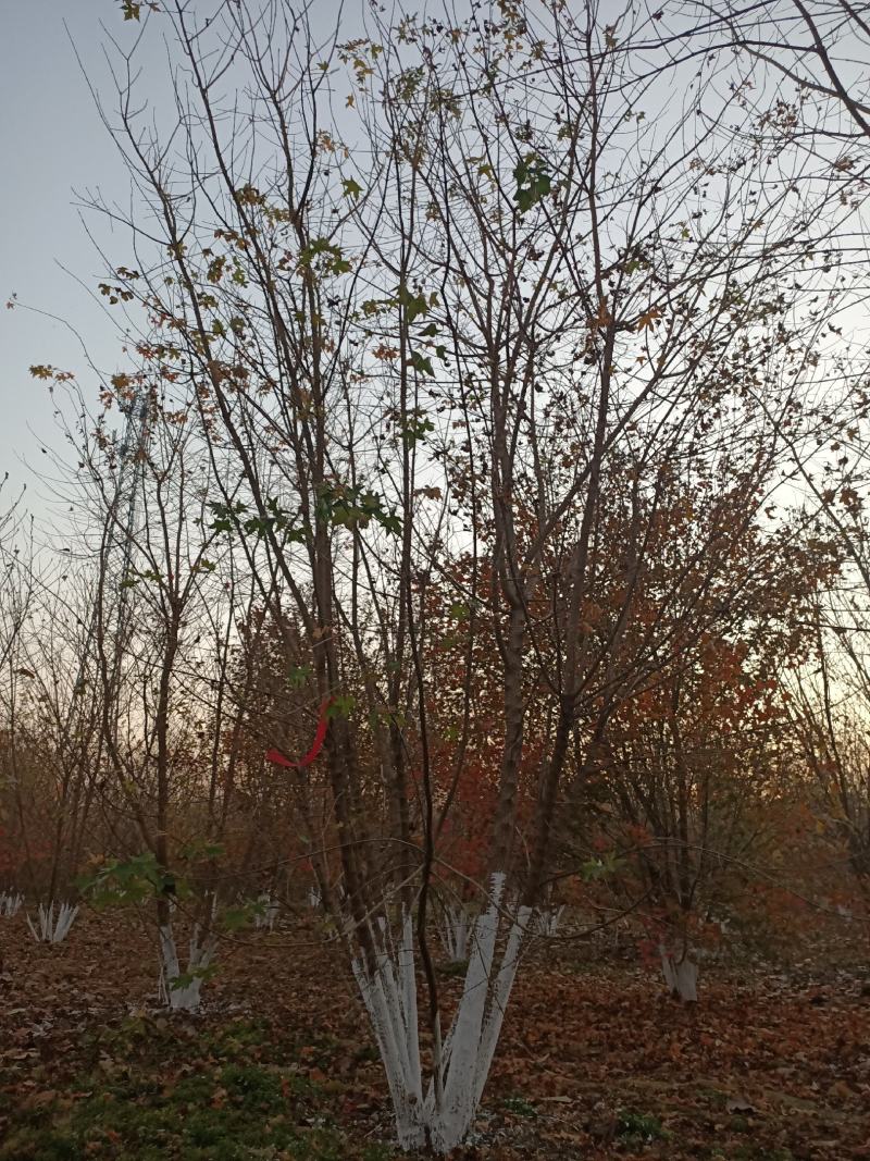 河南供应丛生五角枫，丛生五角枫各种规格