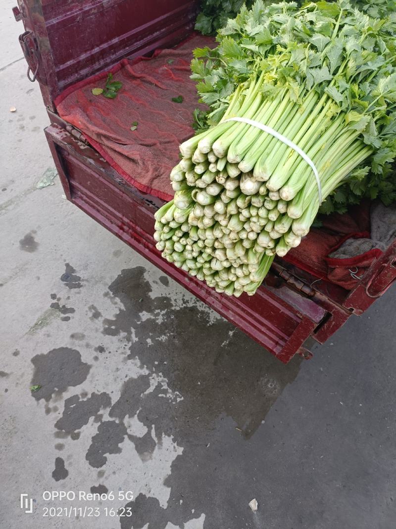 西芹45cm以上质量保证
