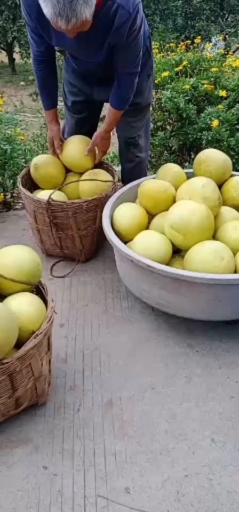 蜜柚柚子琯溪蜜柚口感酸甜量大质优保质保量