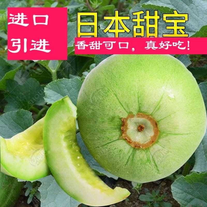 日本甜宝甜瓜种子甜宝宝成熟皮色发黄薄皮抗病耐热耐雨