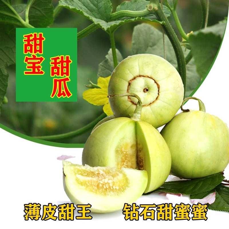 日本甜宝甜瓜种子甜宝宝成熟皮色发黄薄皮抗病耐热耐雨
