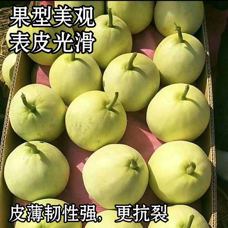 日本甜宝甜瓜种子甜宝宝成熟皮色发黄薄皮抗病耐热耐雨
