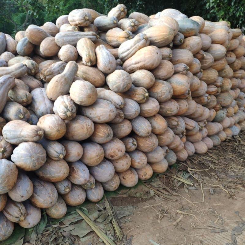 云南老南瓜超甜糯黄南瓜农家种植长南瓜宝宝辅食非贝贝小南瓜