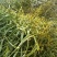 野生枫寄生（螃蟹脚）茶。槲寄生，十足干货。生态采摘，