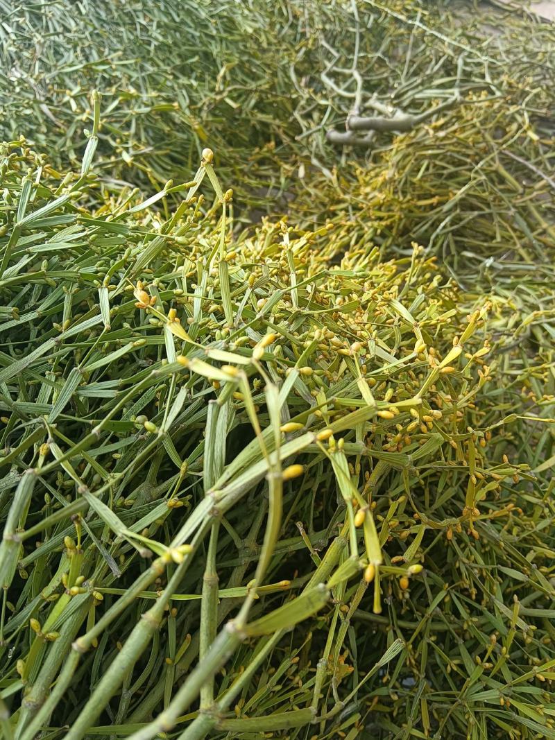 野生枫寄生（螃蟹脚）茶。槲寄生，十足干货。生态采摘，