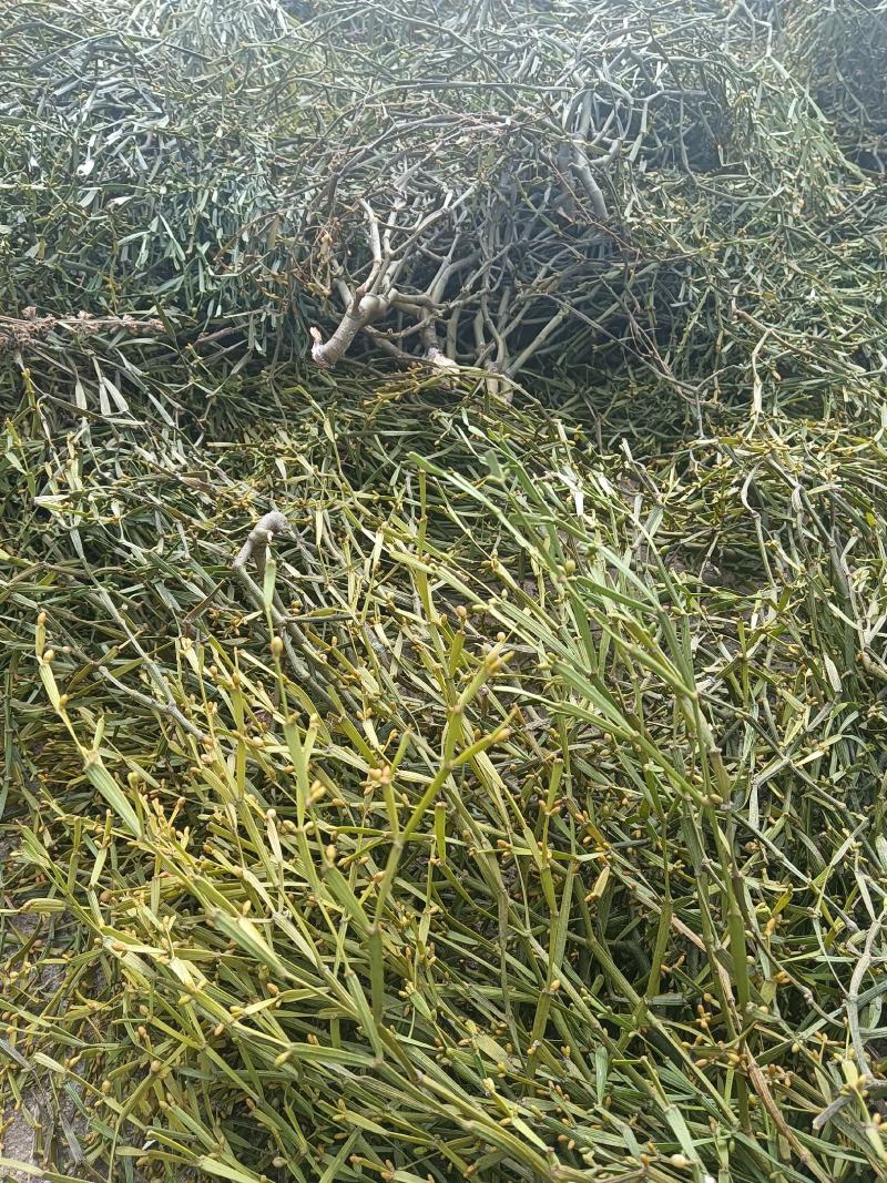野生枫寄生（螃蟹脚）茶。槲寄生，十足干货。生态采摘，