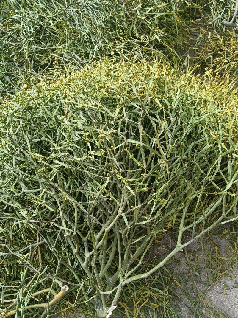 野生枫寄生（螃蟹脚）茶。槲寄生，十足干货。生态采摘，