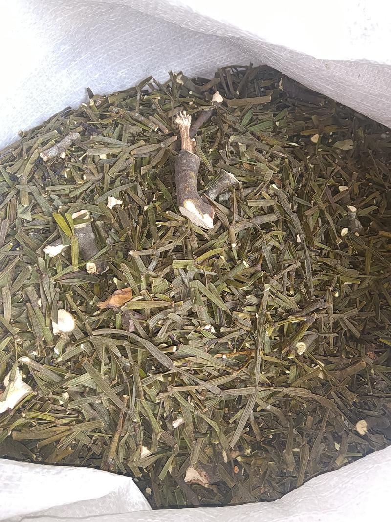 野生枫寄生（螃蟹脚）茶。槲寄生，十足干货。生态采摘，