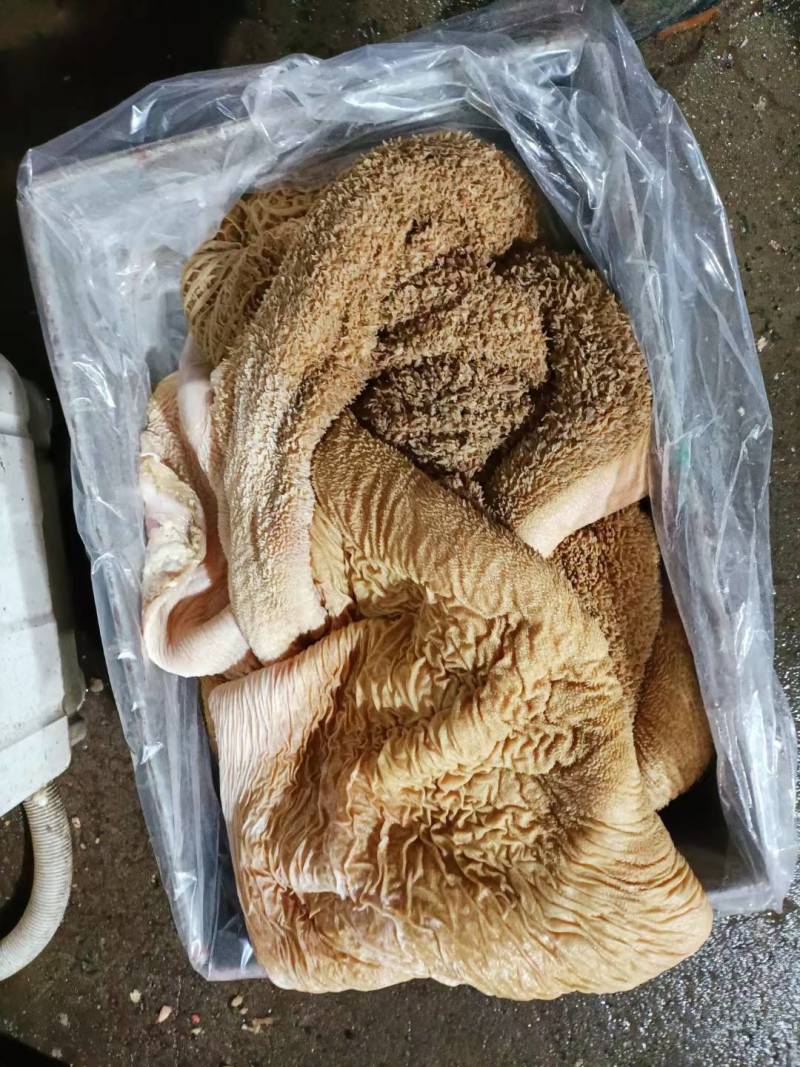 锡林浩特市大草原，牛毛肚牛黄毛肚，，质量保证，放心够买