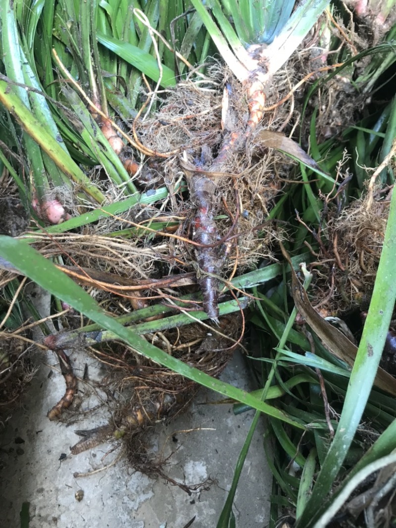 正宗野生石菖蒲苗，纯野生石菖蒲苗