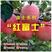 红富士苹果嫁接树苗苹果苗盆栽地栽南北方种植当年结苹果苗