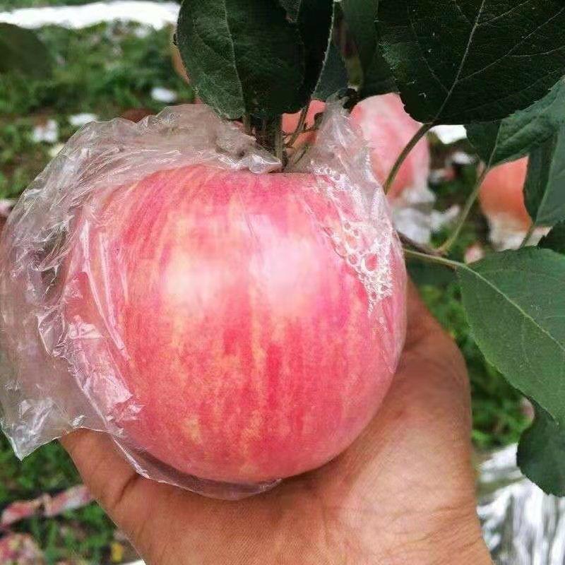 红富士苹果嫁接树苗苹果苗盆栽地栽南北方种植当年结苹果苗