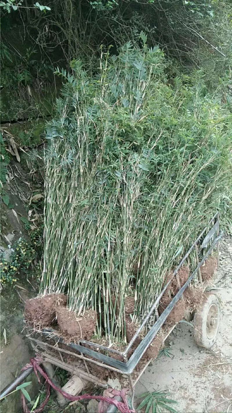 凤尾竹，量大，基地批发，规格大小齐全现场看苗，量大从优。