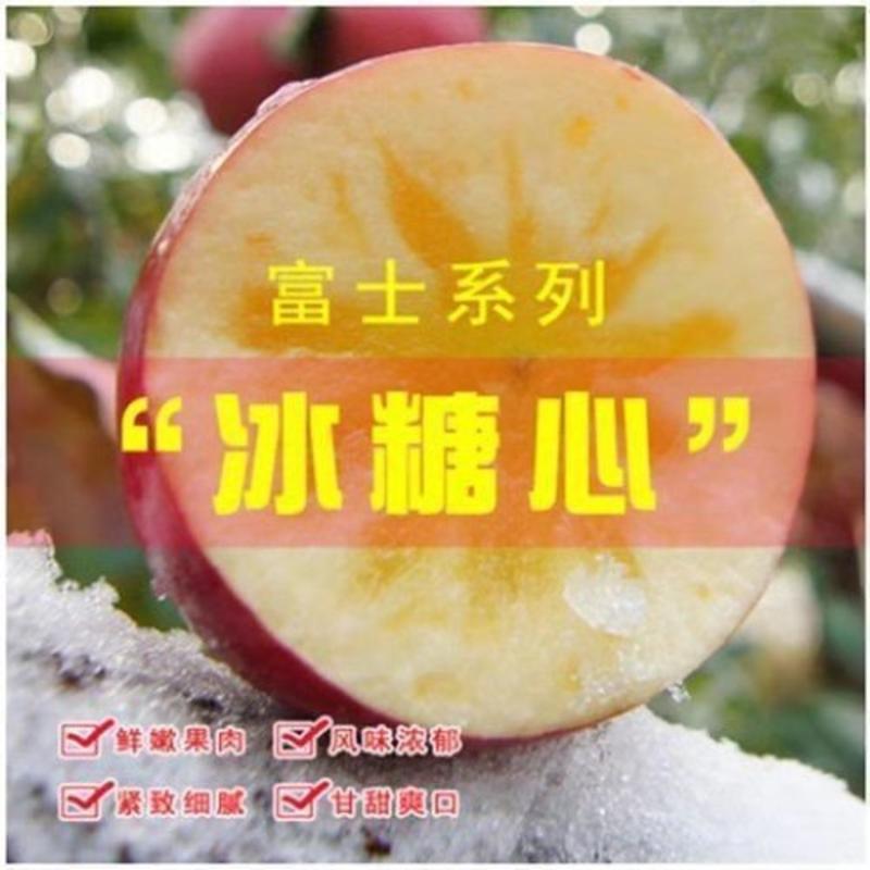 冰糖心苹果树苗嫁接苹果苗盆栽地栽南北方种植当年结果苗