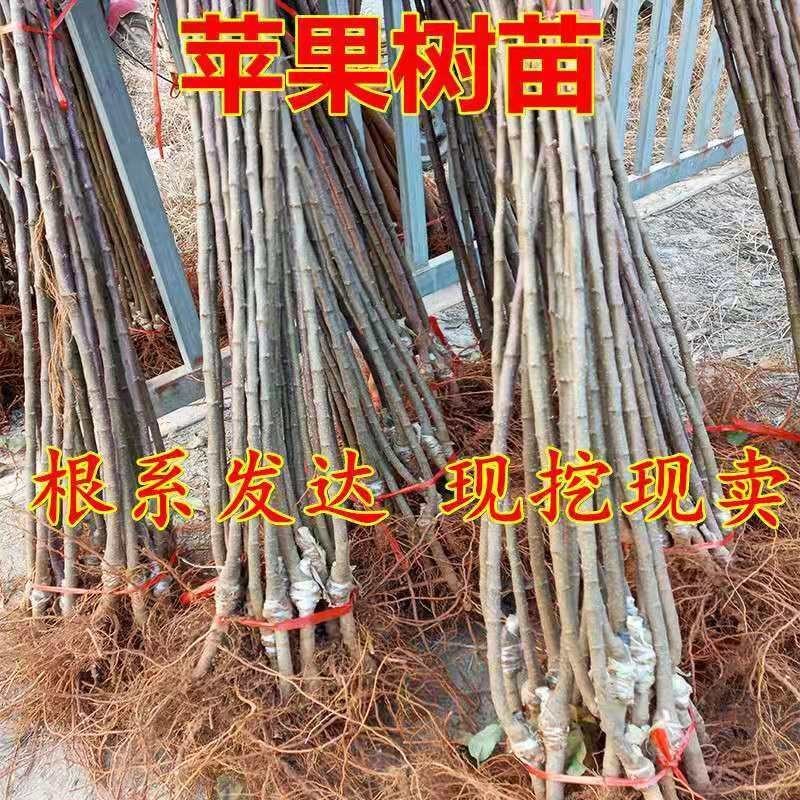 冰糖心苹果树苗嫁接苹果苗盆栽地栽南北方种植当年结果苗