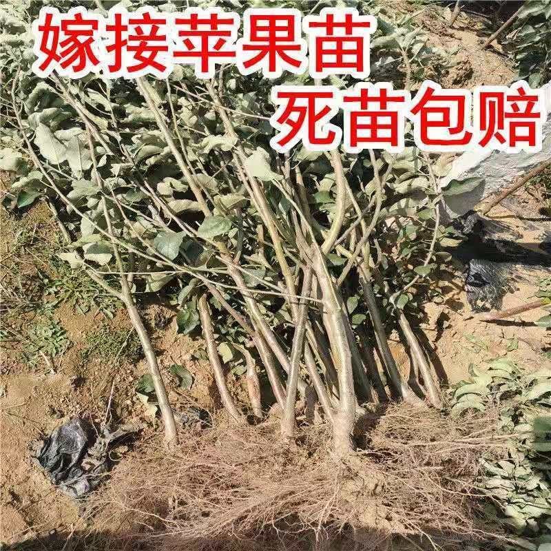 冰糖心苹果树苗嫁接苹果苗盆栽地栽南北方种植当年结果苗