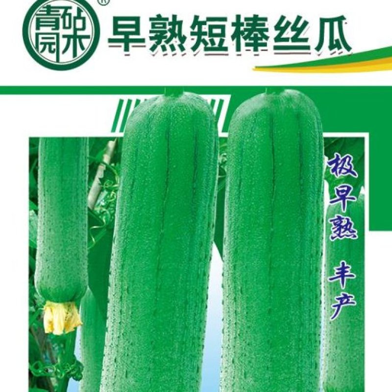 短棒肉丝瓜种子批发零售亩产超万斤抗早衰果实鲜亮肉厚四季