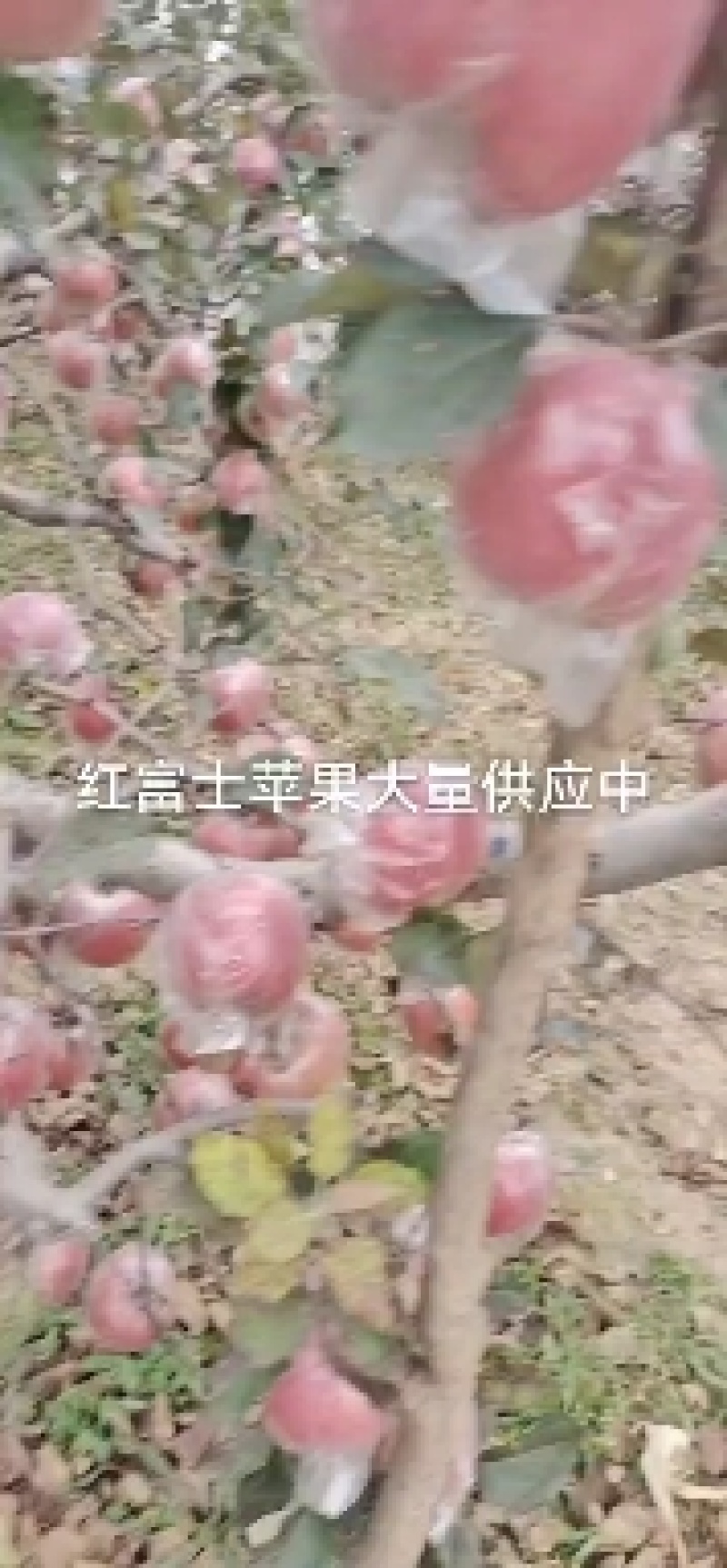 山东潍坊膜袋红富士苹果大量现货出售中，货源充足