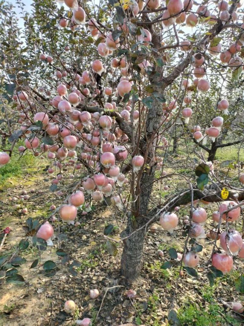 山东潍坊膜袋红富士苹果大量现货出售中，货源充足