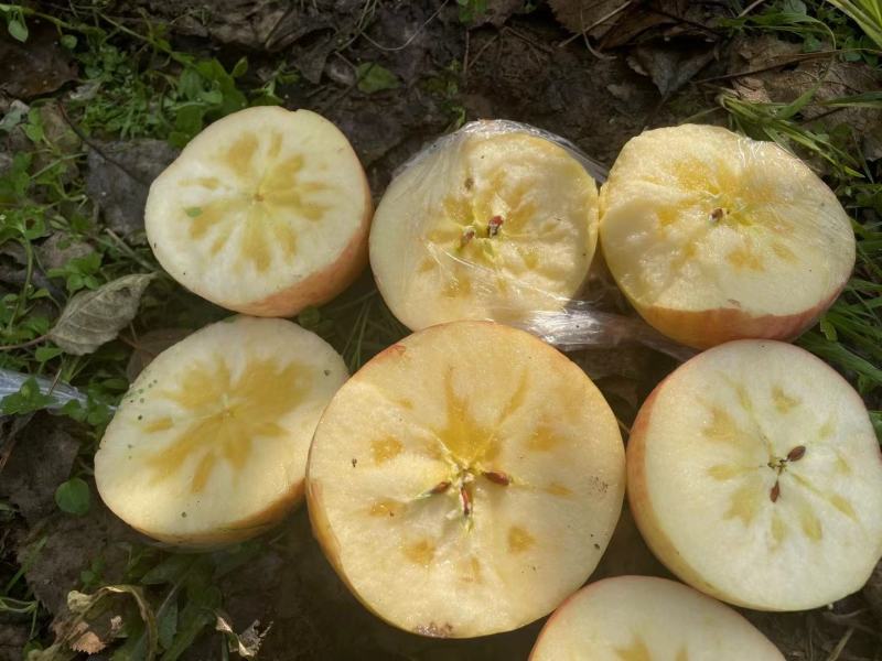 山东潍坊膜袋红富士苹果大量现货出售中，货源充足