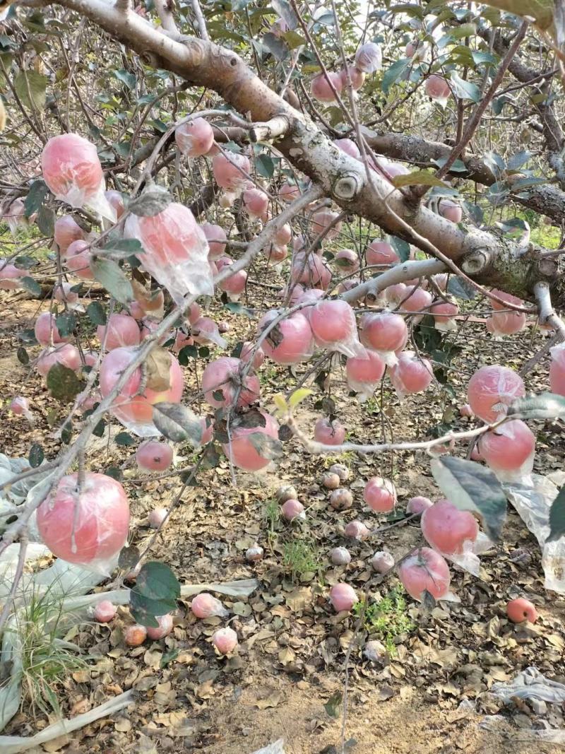 山东潍坊膜袋红富士苹果大量现货出售中，货源充足