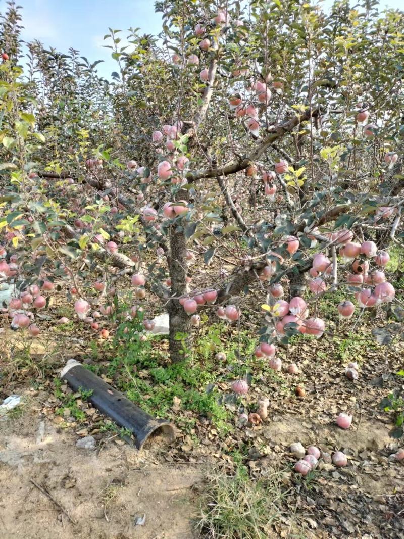 山东潍坊膜袋红富士苹果大量现货出售中，货源充足
