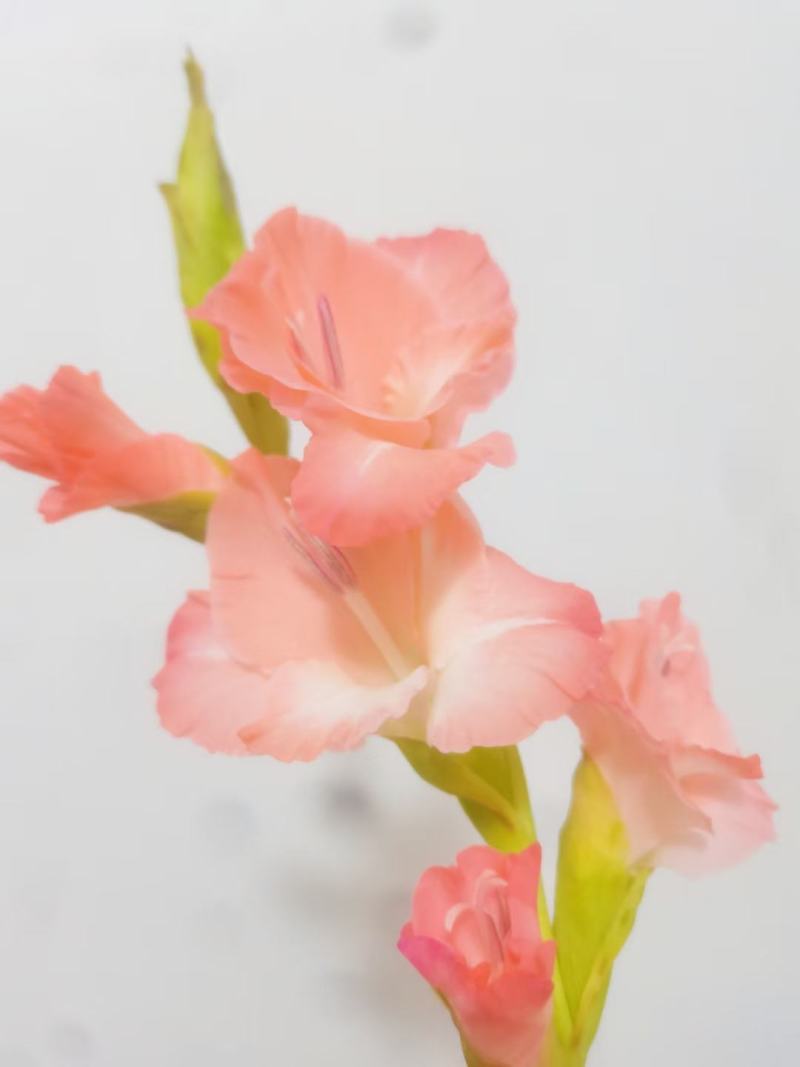 唐菖蒲种球云南基地直供大量上市成活率高欢迎采购！