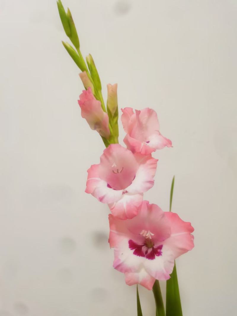 唐菖蒲种球云南基地直供大量上市成活率高欢迎采购！
