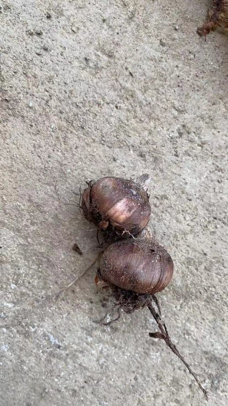 唐菖蒲种球云南基地直供大量上市成活率高欢迎采购！